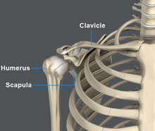Normal Anatomy of the Shoulder Joint